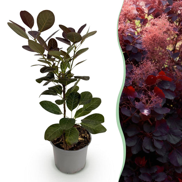 Perückenstrauch ‚Royal Purple' – Cotinus coggygria – Standard
