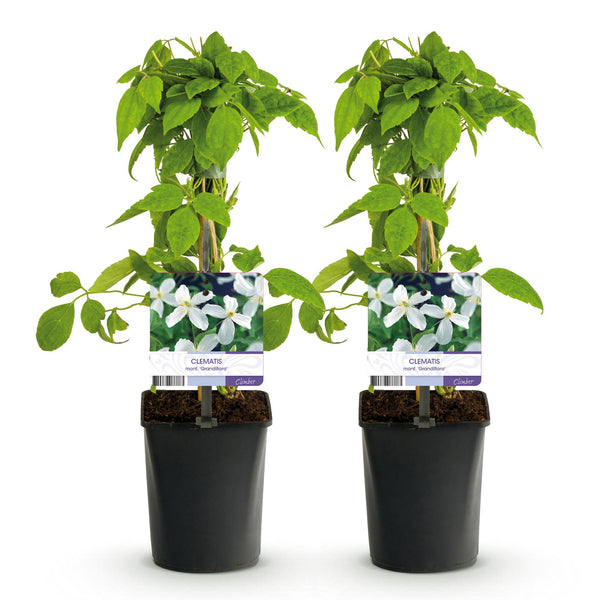 Berg-Waldrebe ‚Grandiflora' – Clematis montana – Ansicht 2