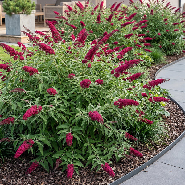 Schmetterlingsstrauch ‚Royal Red' – Buddleja davidii