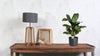 Kolbenfaden ‚Greenlight' – Aglaonema – Ansicht 3