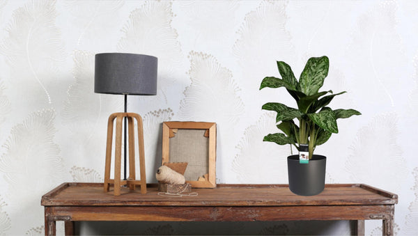 Kolbenfaden ‚Greenlight' – Aglaonema – Ansicht 3