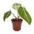 Baumfreund ‚Atom' – Philodendron selloum