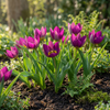 Tulpe ‚Persian Pearl' – Tulipa – Ansicht 2