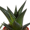 Sukkulenten-Set „Gasteria & Haworthia-Mix" – Gasterien und Haworthien – Ansicht 13