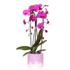 Orchidee ‚Freeride Niagara Falls' – Phalaenopsis