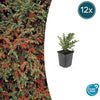 Fächer-Zwergmispel – Cotoneaster horizontalis