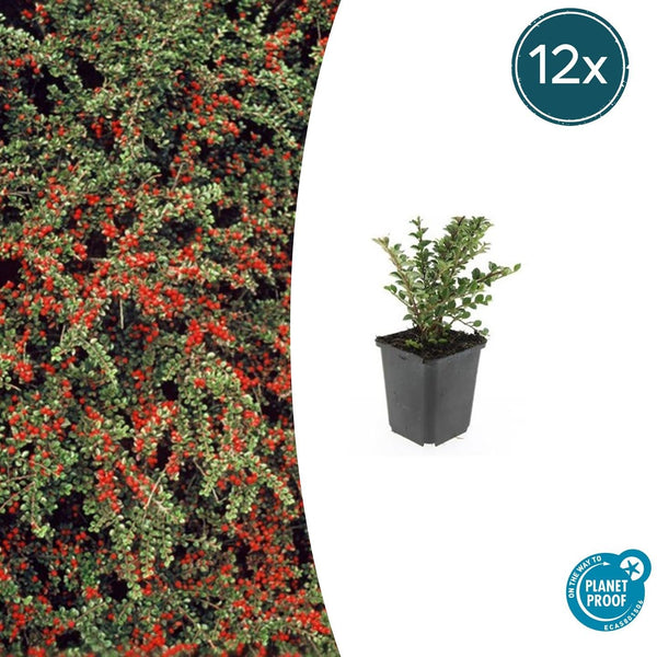 Fächer-Zwergmispel – Cotoneaster horizontalis