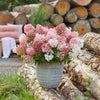 Rispenhortensie ‚Groundbreaker Blush' – Hydrangea paniculata – Ansicht 5