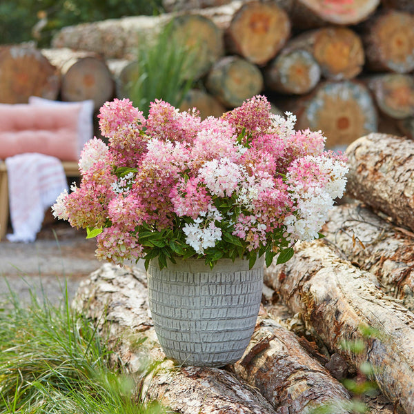 Rispenhortensie ‚Groundbreaker Blush' – Hydrangea paniculata – Ansicht 5