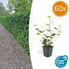 Irischer Efeu – Hedera hibernica