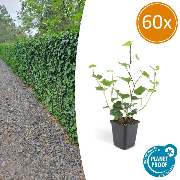 Irischer Efeu – Hedera hibernica