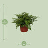 Nestfarn ‚Parvati' – Asplenium nidus – Ansicht 2