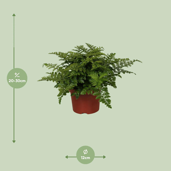 Nestfarn ‚Parvati' – Asplenium nidus – Ansicht 2