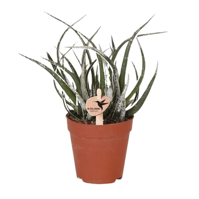 Aloe ‚Maidu'