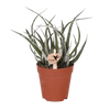 Aloe ‚Maidu'