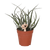 Aloe ‚Maidu'