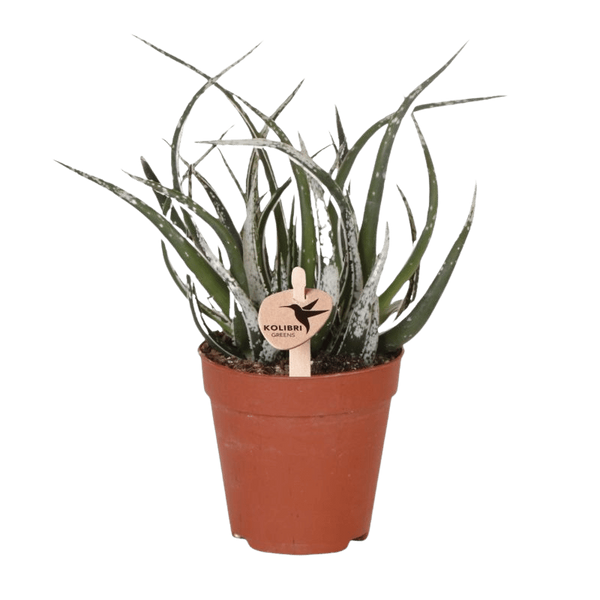 Aloe ‚Maidu'
