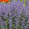 Katzenminze ‚Grol' – Nepeta – Ansicht 8