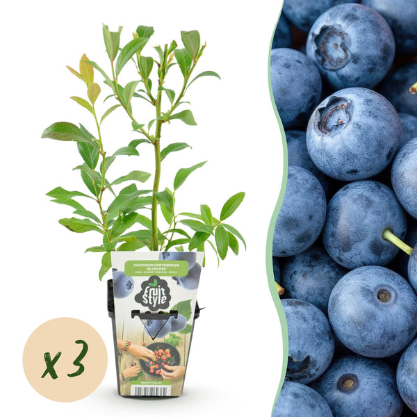 Heidelbeere ‚Bluegold' – Vaccinium corymbosum – Ø 9 cm
