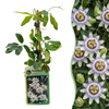 Blaue Passionsblume – Passiflora caerulea