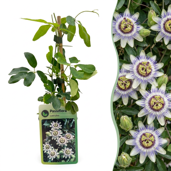 Blaue Passionsblume – Passiflora caerulea