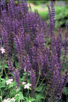 Steppensalbei ‚Mainacht' – Salvia nemorosa – Ansicht 3