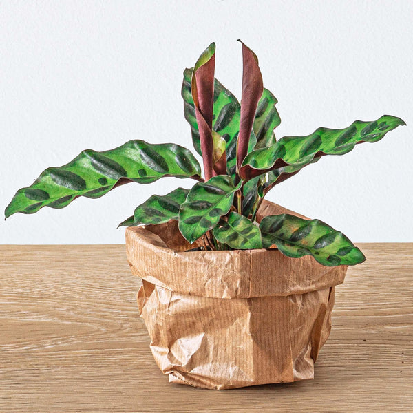 Calathea lancifolia – Ansicht 3