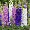 Rittersporn Tricolour – Delphinium – Ansicht 5