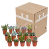 Cactus en vetplanten Mischung 5,5 cm | 15 stück - zonder pot
