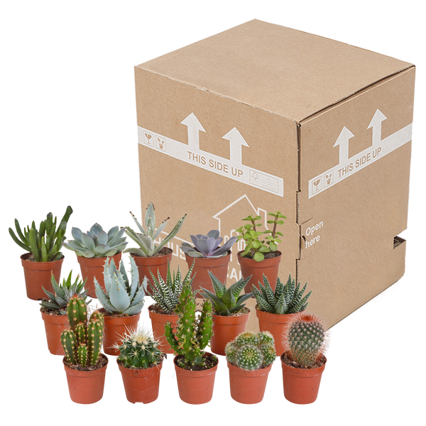 Cactus en vetplanten Mischung 5,5 cm | 15 stück - zonder pot