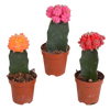 Kakteen-Set „Euphorbia & Gymnocalycium“ – Euphorbia meloformis variegata und Gymnocalycium