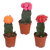 Kakteen-Set „Euphorbia & Gymnocalycium“ – Euphorbia meloformis variegata und Gymnocalycium