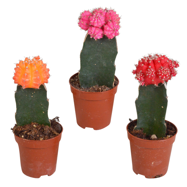 Kakteen-Set „Euphorbia & Gymnocalycium“ – Euphorbia meloformis variegata und Gymnocalycium