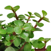 Speckbaum – Portulacaria afra – Ansicht 4