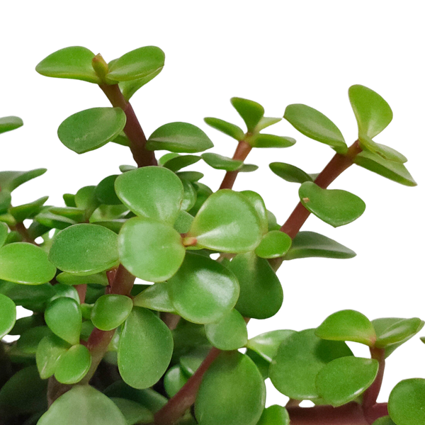 Speckbaum – Portulacaria afra – Ansicht 4