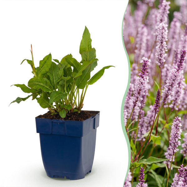 Kerzenknöterich ‚Rosea' – Persicaria amplexicaulis – 1 Stück