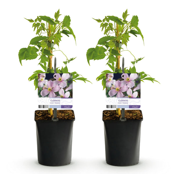 Berg-Waldrebe ‚Rubens' – Clematis montana – Ansicht 8