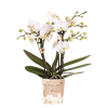 Schmetterlingsorchidee ‚Blossom Zurich' – Phalaenopsis