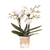 Schmetterlingsorchidee ‚Blossom Zurich' – Phalaenopsis