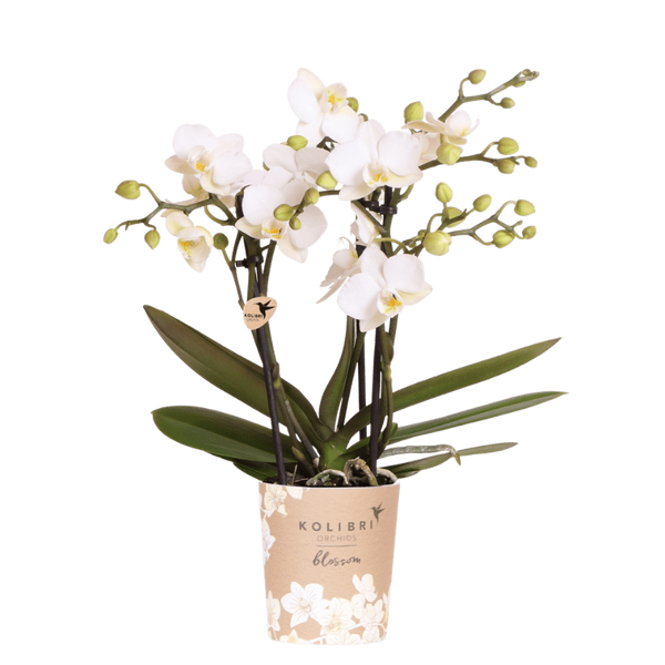 Schmetterlingsorchidee ‚Blossom Zurich' – Phalaenopsis