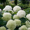 Ballhortensie ‚Strong Annabelle' – Hydrangea arborescens