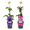 Clematis-Set „Duo Purple & Pink“ – Waldreben in Lila und Rosa – Ansicht 2