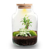 Terrarium-Set „Little Milky Bonsai" – DIY-Pflanzenterrarium mit Licht