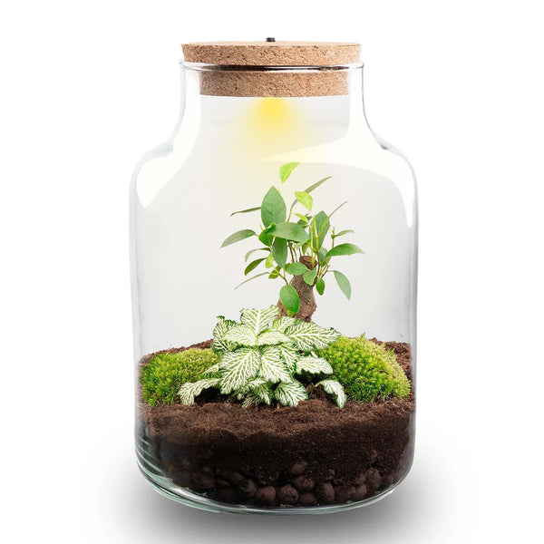 Terrarium-Set „Little Milky Bonsai" – DIY-Pflanzenterrarium mit Licht