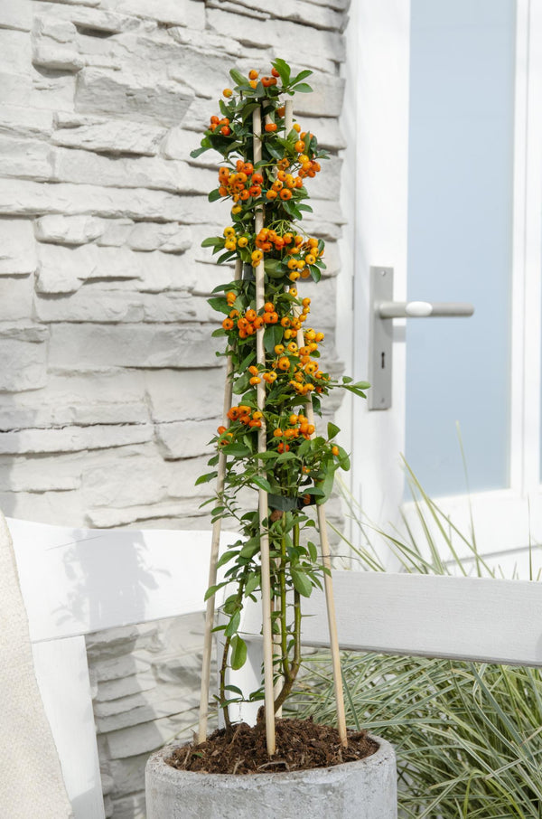Feuerdorn ‚Orange Glow' – Pyracantha