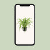Grünlilie ‚Variegatum' – Chlorophytum comosum – Ansicht 4