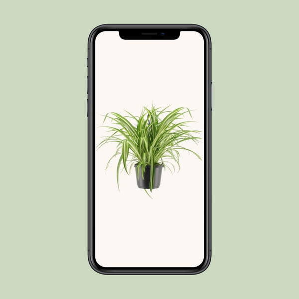 Grünlilie ‚Variegatum' – Chlorophytum comosum – Ansicht 4