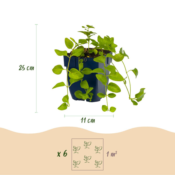 Immergrün Tricolour-Mix – Vinca – Ansicht 3