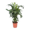 Fischschwanzpalme – Caryota mitis