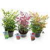 Himmelsbambus-Set „Tricolour" – Nandina domestica in Gelb, Rot & Orange – Ansicht 2